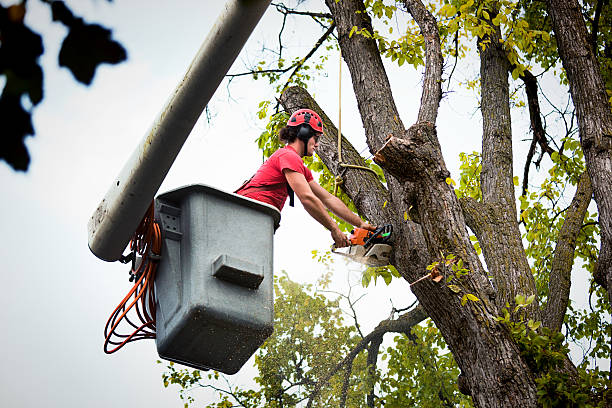 Best Palm Tree Trimming  in Rockford, MI